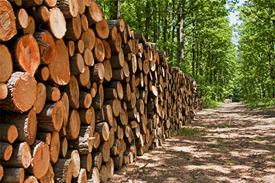 harvested lumber