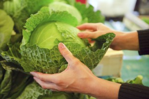 lettuce being inspected