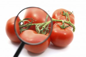 tomatoes being inspected